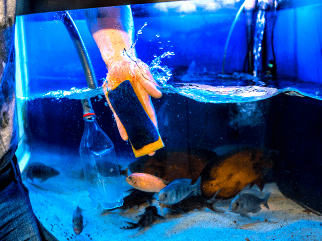 cleaning the aquarium