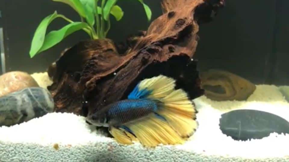 paradise betta fish at the bottom fish tank