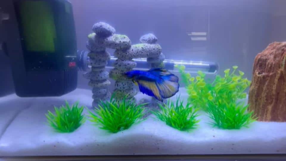 paradise betta in a fish tank with filter and decor