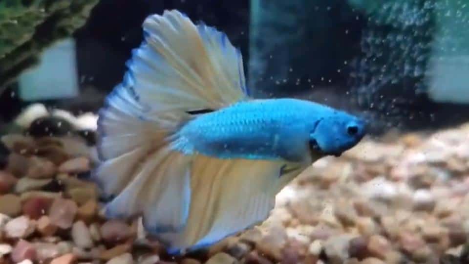 paradise betta with light blue color and vibrant fins