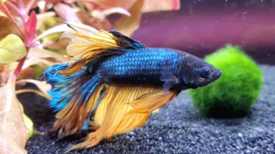 paradise betta with plants background