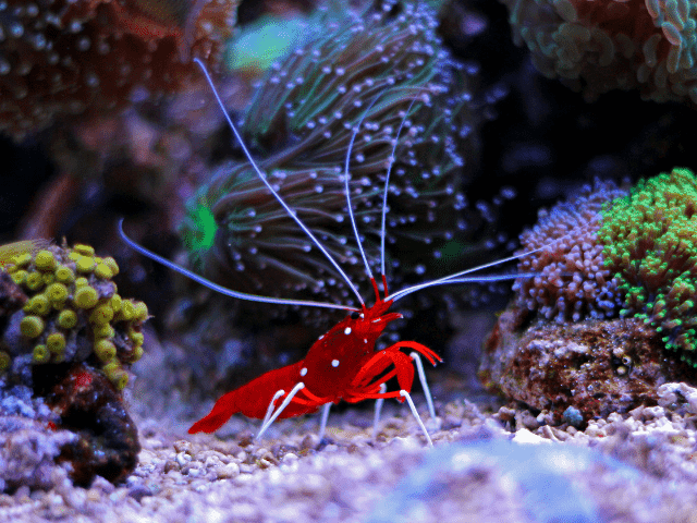 shrimp in coral reef aquarium