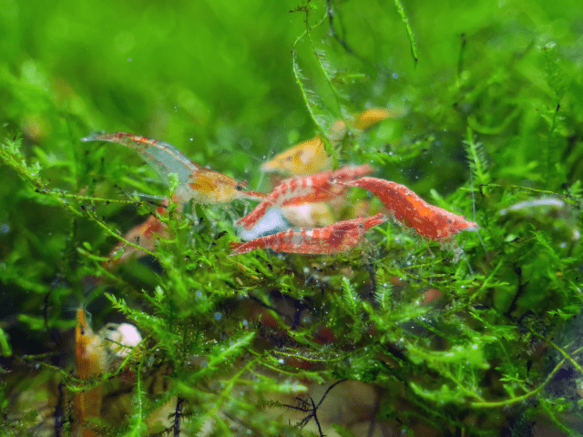 shrimps in aquarium with plants