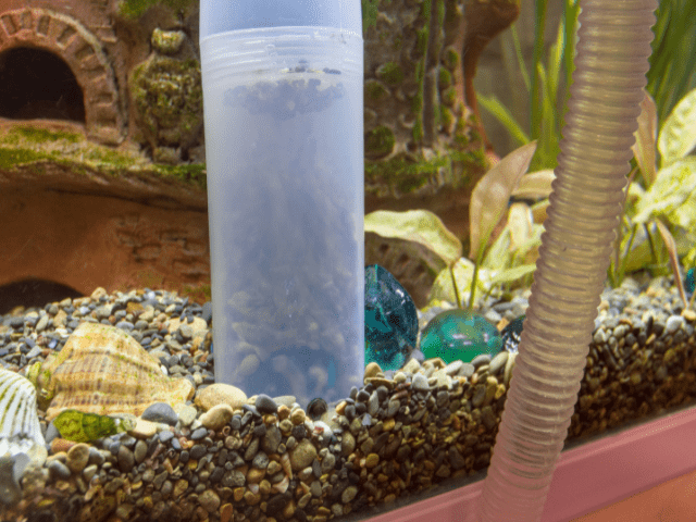 vacuum gravel in an aquarium
