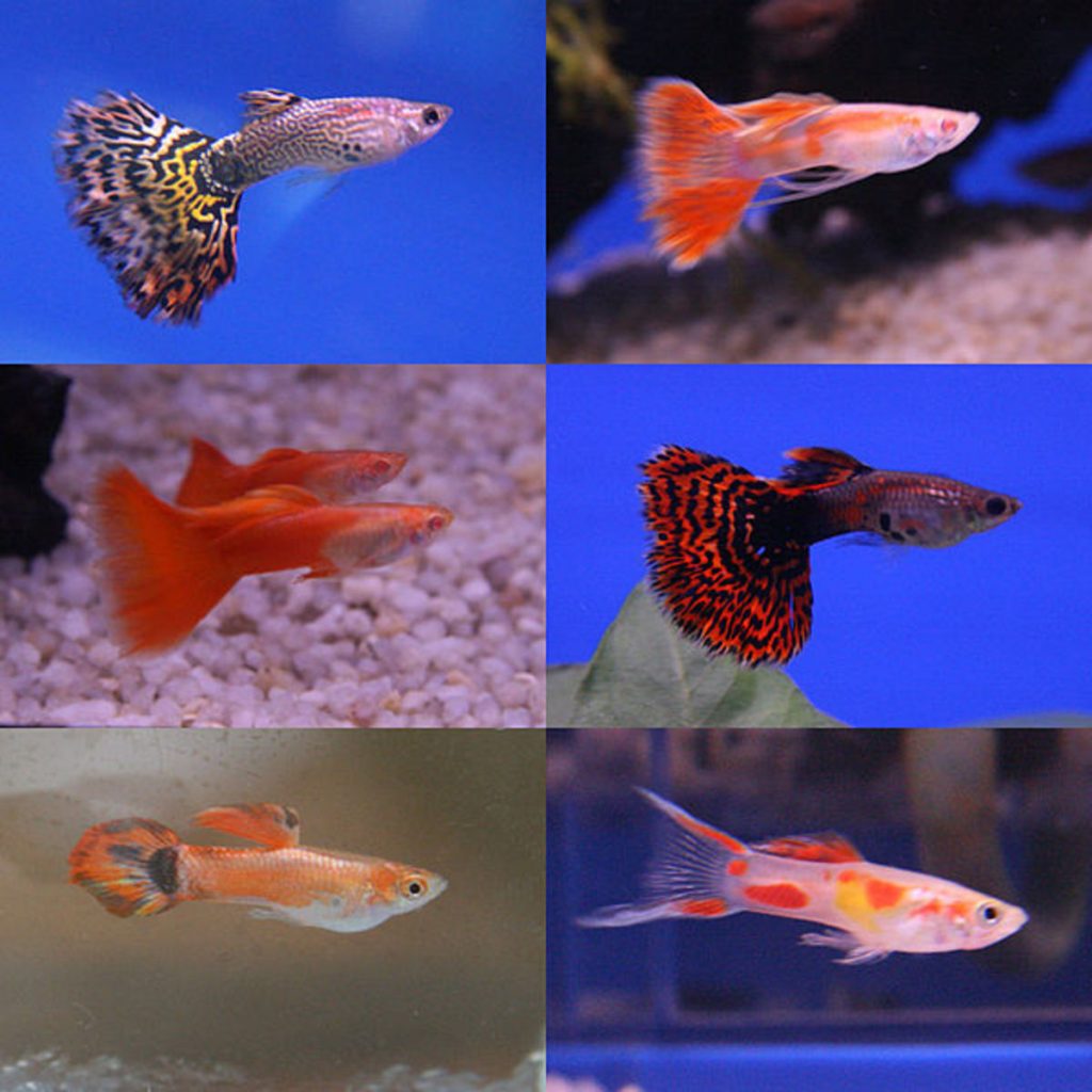 Add Compatible Tank Mates