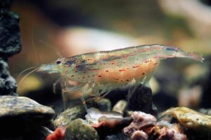 Amano Shrimp