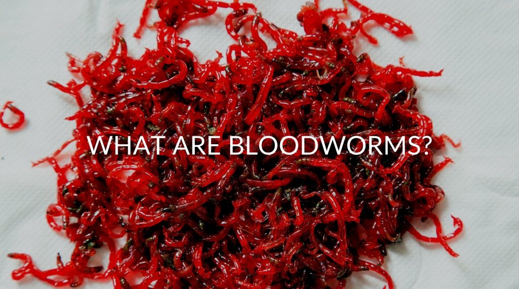 Bloodworms as a Food Source