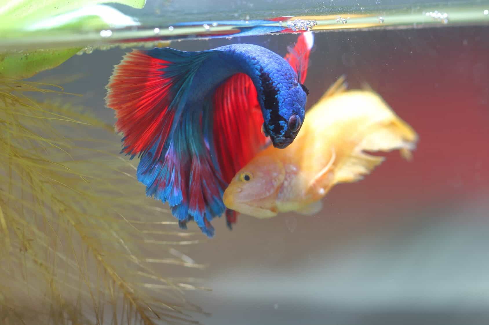 Breeding Betta Fish