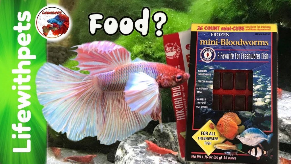 Different Types Of Betta Fish Bloodworms
