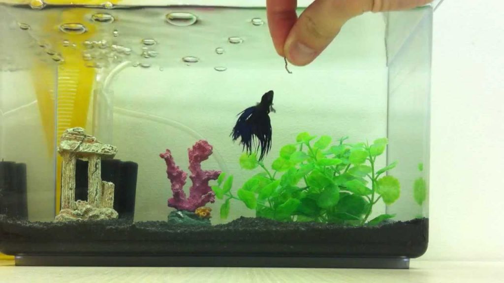 Feed Your Betta Fish Bloodworms