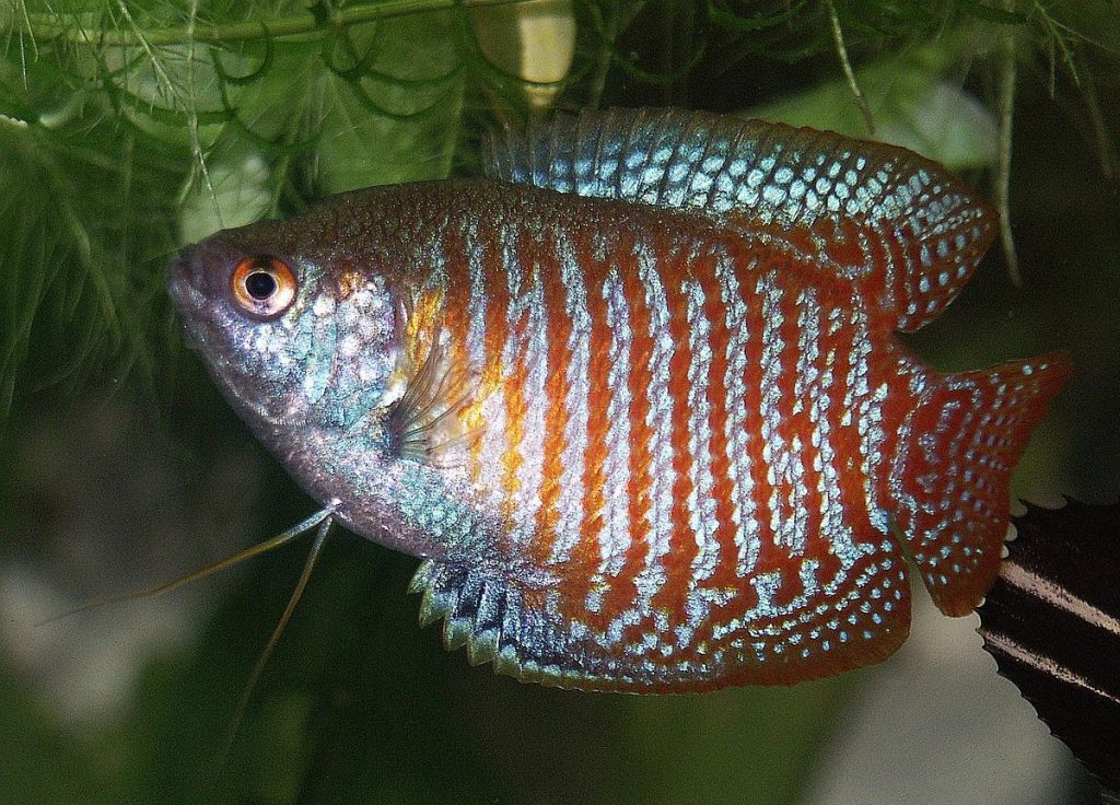 Gouramis