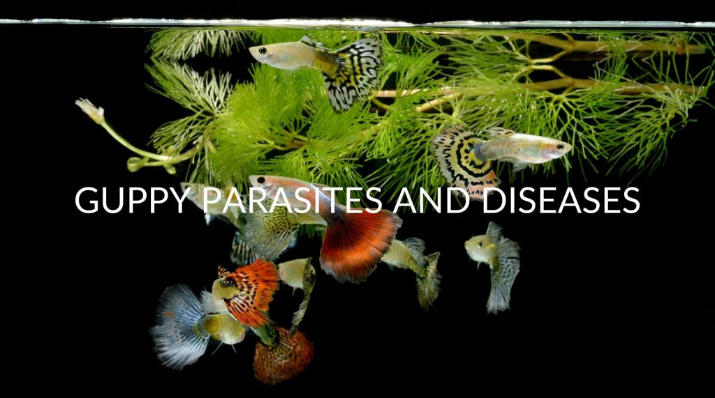 Other diseases
