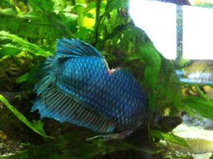 Injured Betta Fish