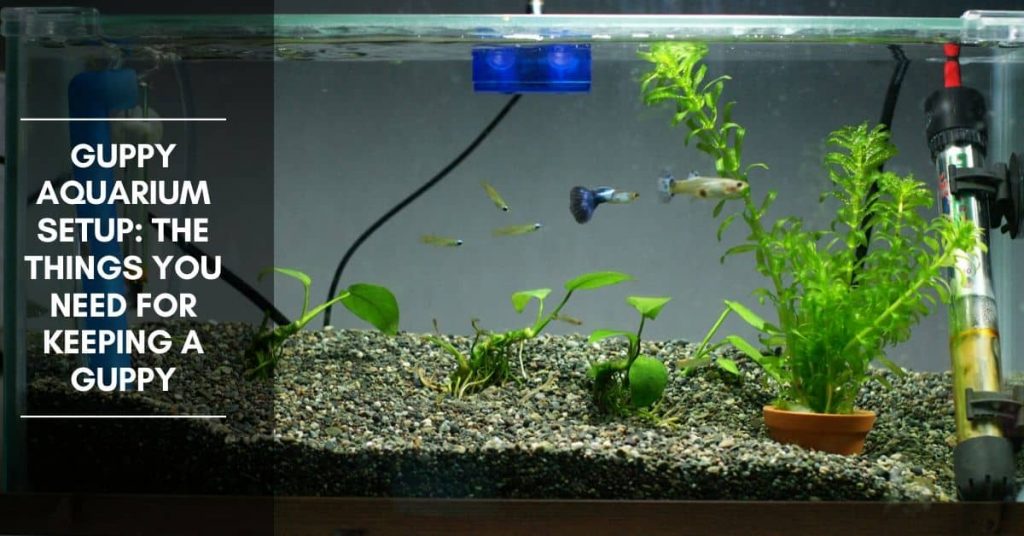 Install A Heater And Filter