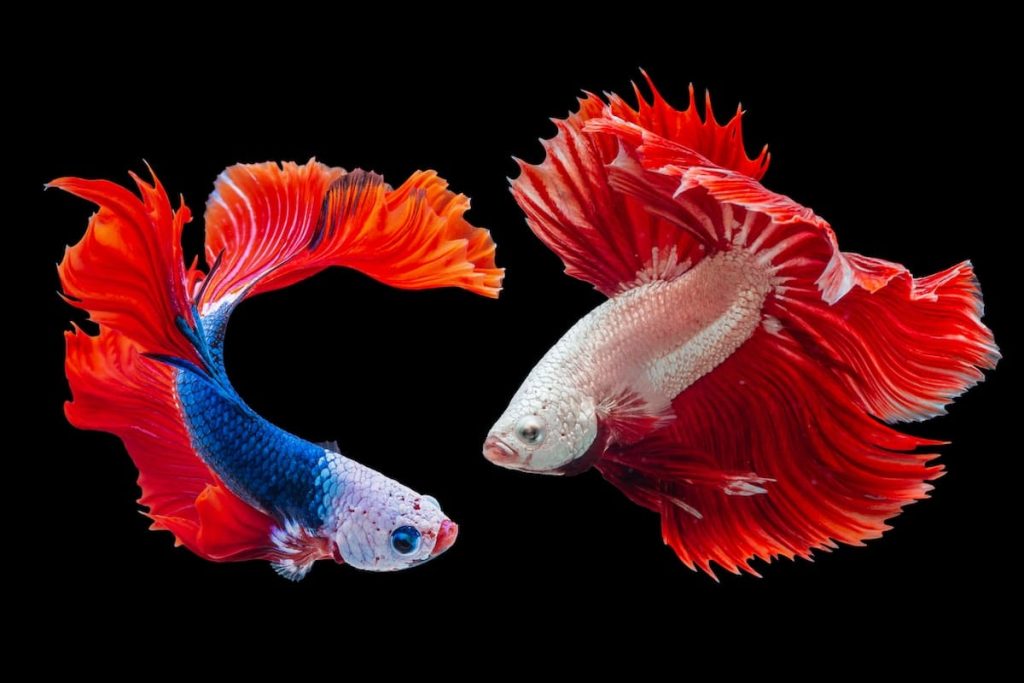 It's Just Bettas Being Bettas