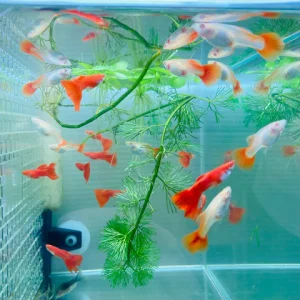 New Tank Arrival