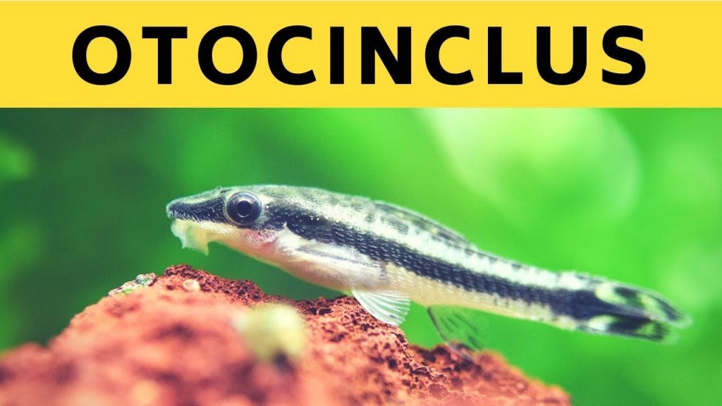 Otocinclus Catfish