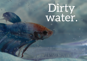 Poor Water Quality