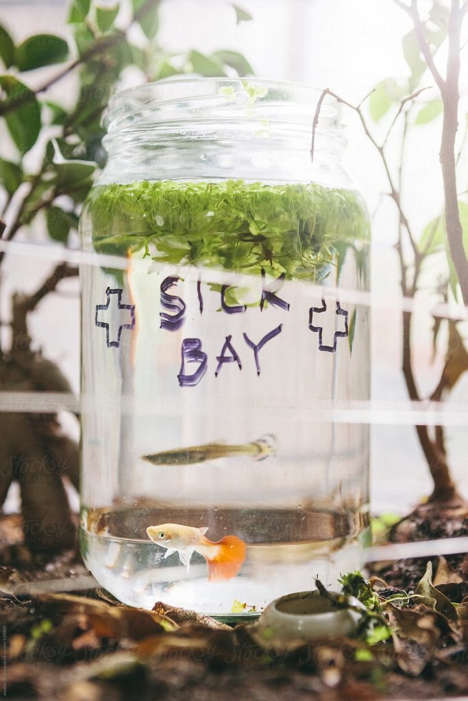 Quarantine The Sick Guppy