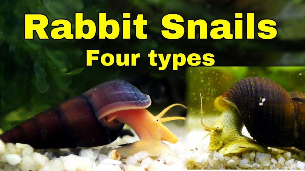 Rabbit Snail