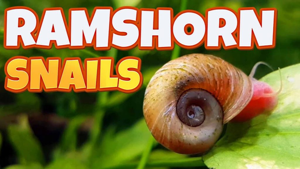 Ramshorn Snail