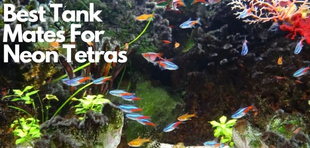 Tankmates For Your Neontetras