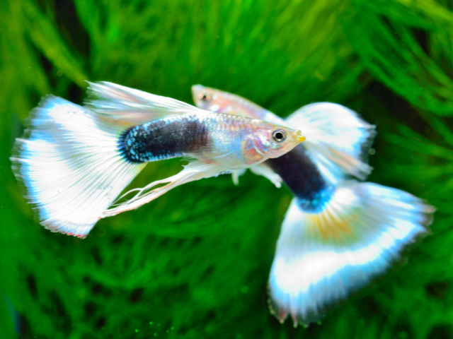 beautiful guppy in aquarium