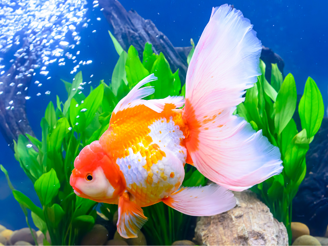 goldfish in a tank with bubbles and plants