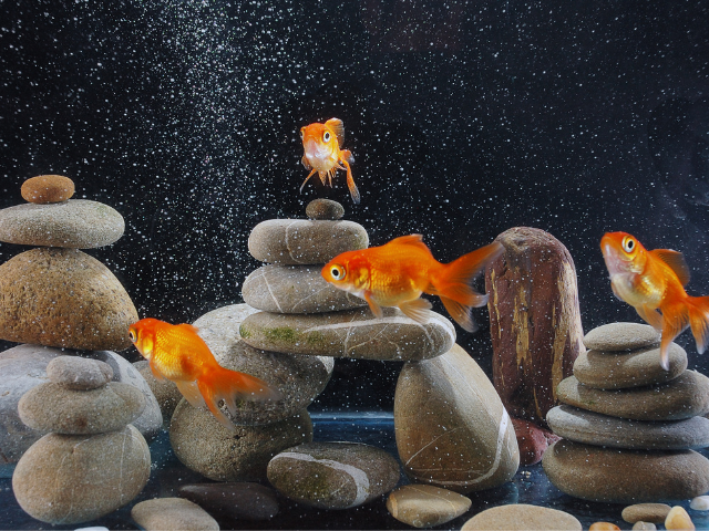 goldfish with the same breed with decorative rocks image