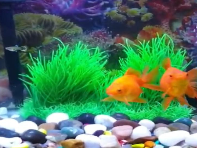 guppy and goldfish image