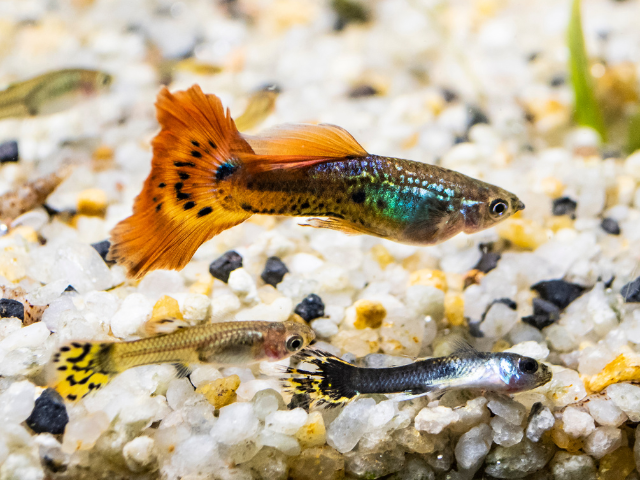 guppies at the bottom aquarium with pebbles