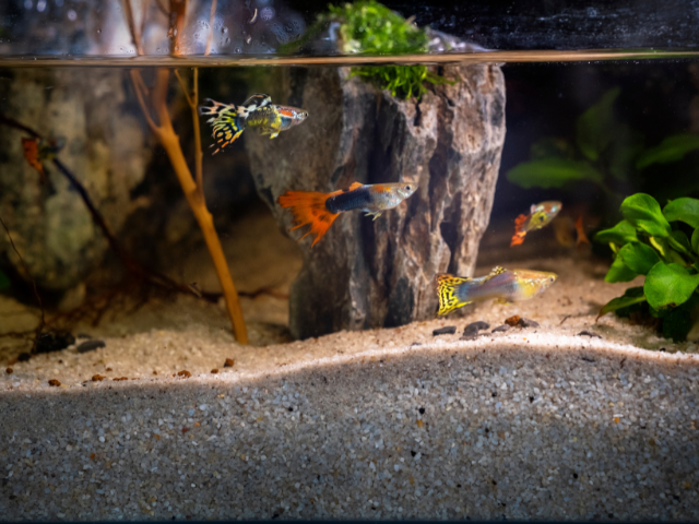guppies in aquarium