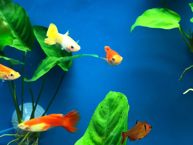 guppies with live plants in aquarium