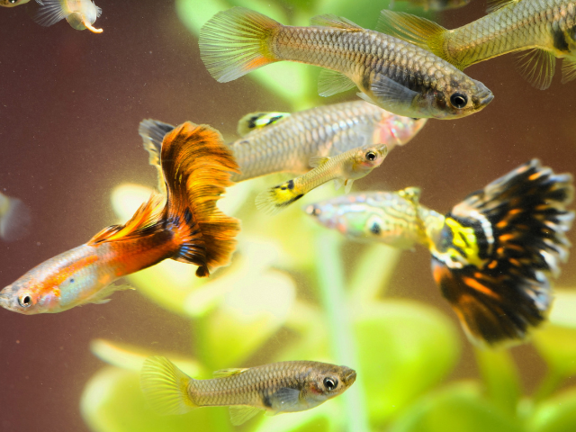 male and female guppies in aquarium
