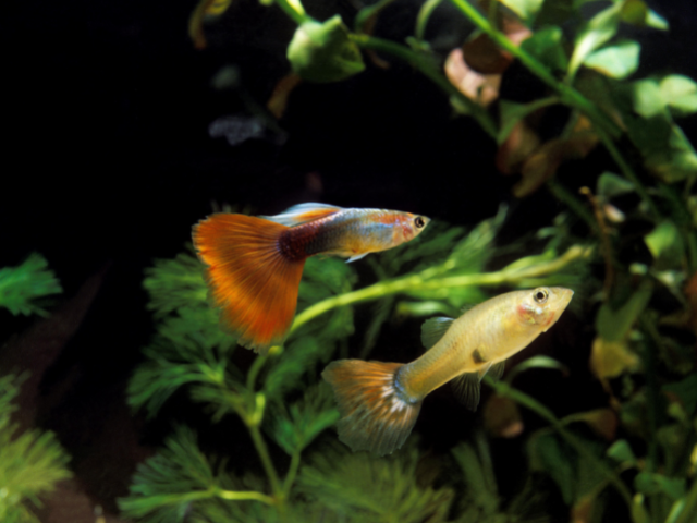 male and female guppy image