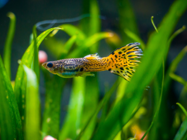 male guppy fish snakeskin