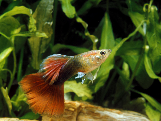 male guppy with plants background