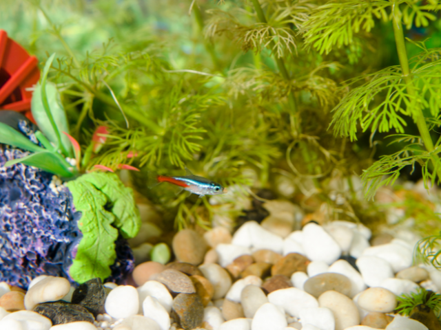 neon tetra in fish tank with plants and pebbles