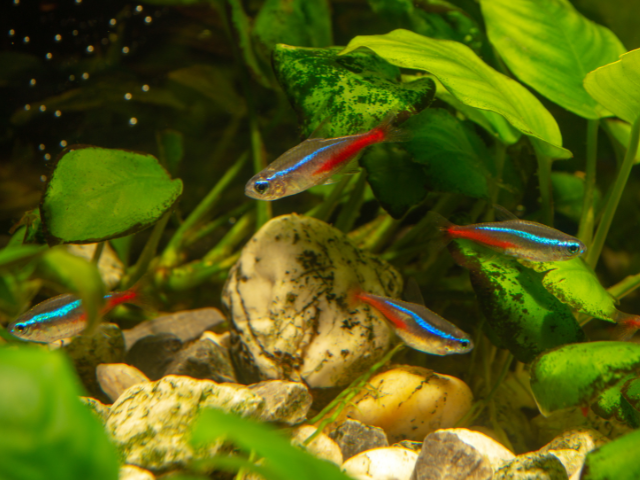 neon tetra in fish tank with plants and rocks
