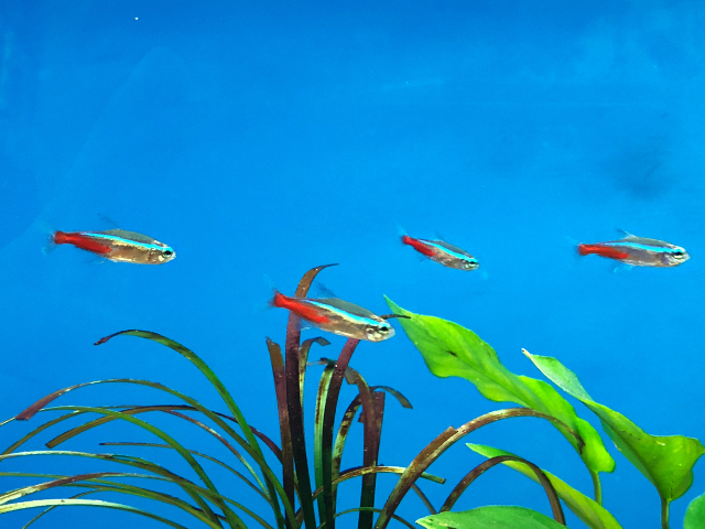 neon tetra temperature