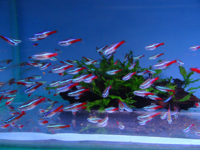 neon tetras in aquarium
