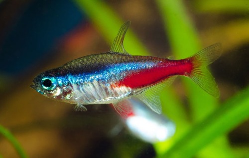 pregnant-neon-tetra