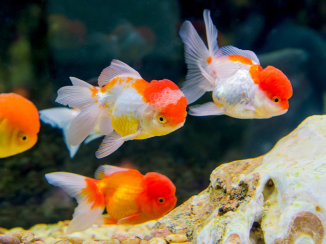 set of goldfish in a fish tank