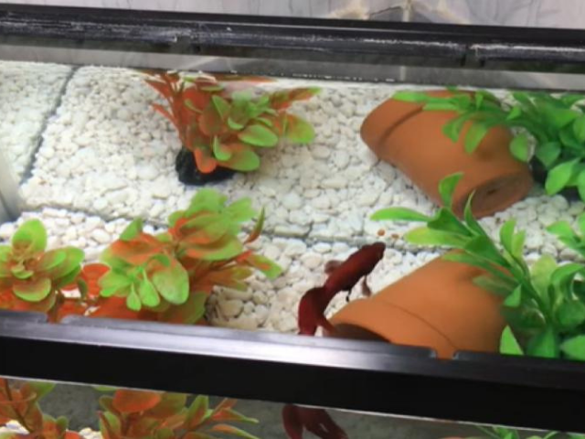 betta fish eating food in an aquarium