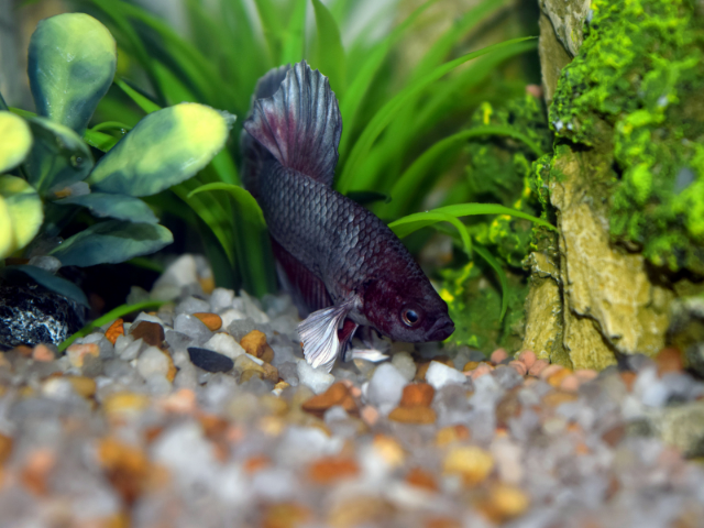 betta fish hiding in a fish tank with plants and pebbles