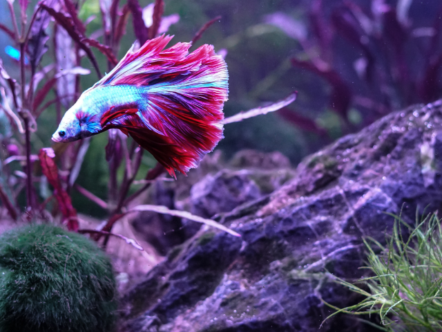 betta fish swimming in aquarium tank