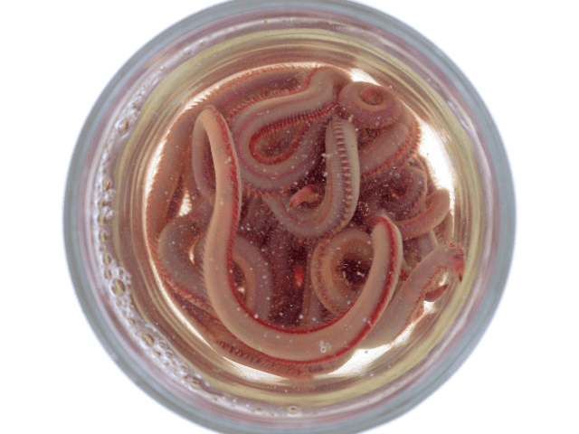 bloodworms in a bait jar