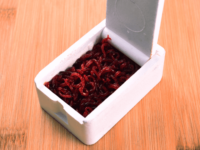 bloodworms in a small styro box