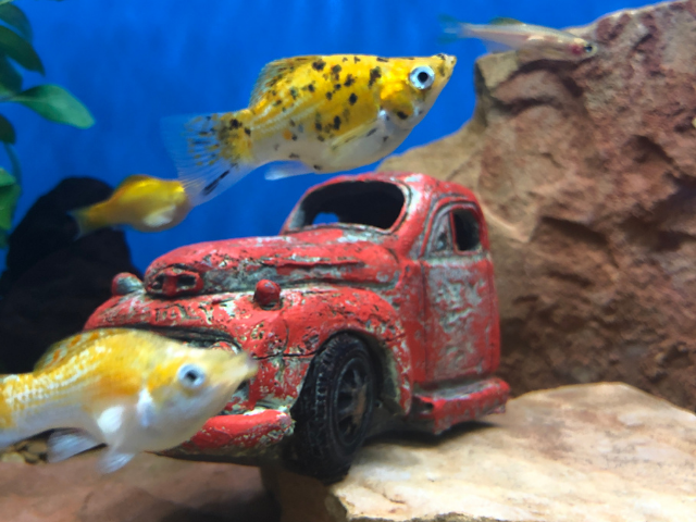 different species of molly in fish tank