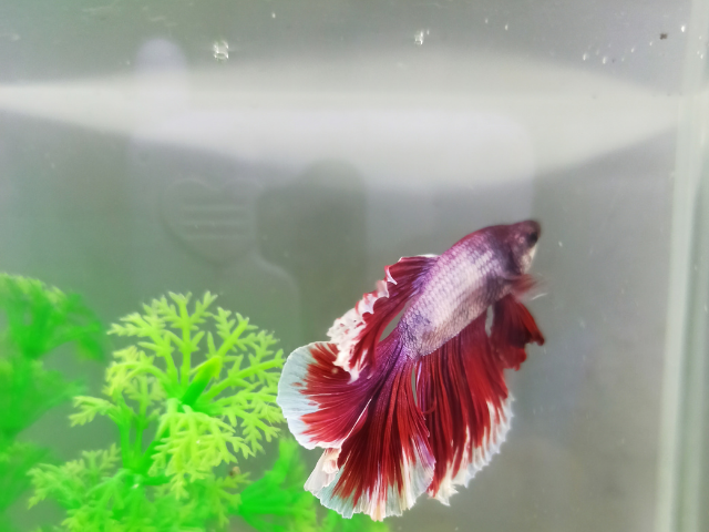 floating food in a fish tank with betta image